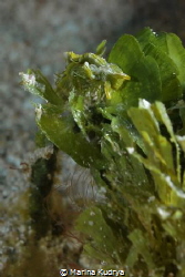 A green lettuce slug on a pine cone algae. Shut in Utila ... by Marina Kudrya 